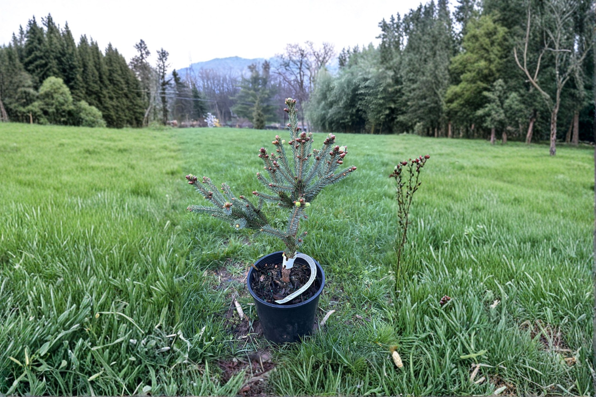 Blue Teardrop White Spruce (Picea glauca ‘Blue Teardrop’) - 10 Inch Live Plant in 1 Gallon Pot