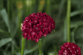 Dreameria Hypnotic Dreams Sea Thrift (Armeria pseudarmeria) 4-Inch Pot – 1 Live Plant