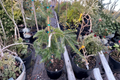 Weeping Silver Fir Abies alba ‘Pendula’ Live Plant - 12" Tall in 1-Gallon Pot