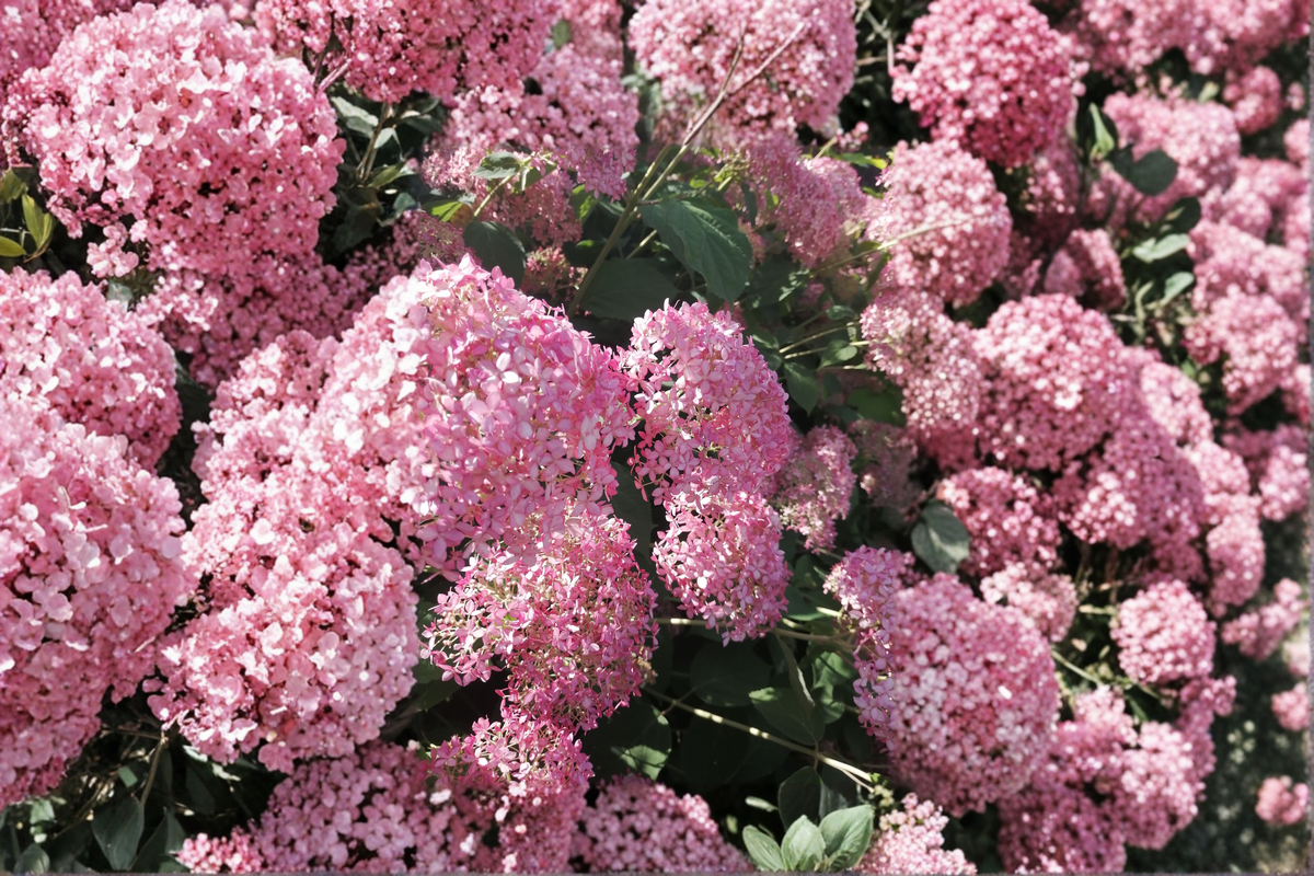 Pink Diamond Hydrangea Paniculata - 2 Rooted Starter Plants in 1 Qt Pots