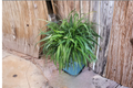 Green Spider Plant Cuttings (Chlorophytum capense) - 10 Unrooted Live Cuttings for Propagation
