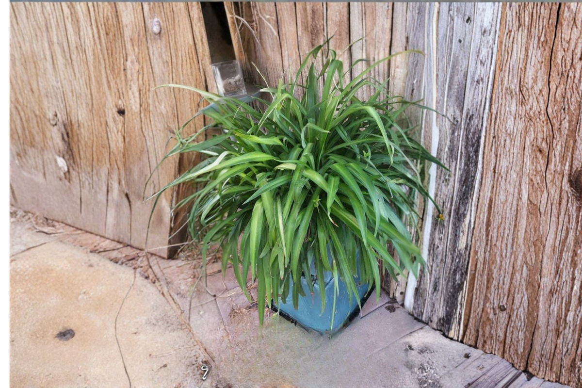 Green Spider Plant Cuttings (Chlorophytum capense) - 10 Unrooted Live Cuttings for Propagation