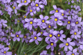 Blue-Eyed Grass (Sisyrinchium bellum) - 1 Live Plant in 4-Inch Pot