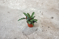 Calathea Rattlesnake (Calathea lancifolia) 2" Rooted Starter Live Plant