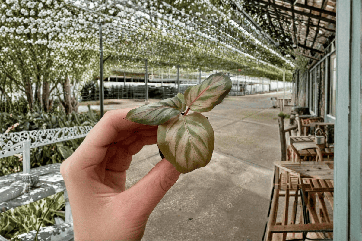 Calathea Red Peacock 2 Live Starter Plants | Goeppertia makoyana