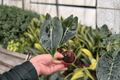 Alocasia Dragon’s Tooth Starter Plants – 2 Live Plants in 2-Inch Pot (Bare Root Ship) – Alocasia longiloba