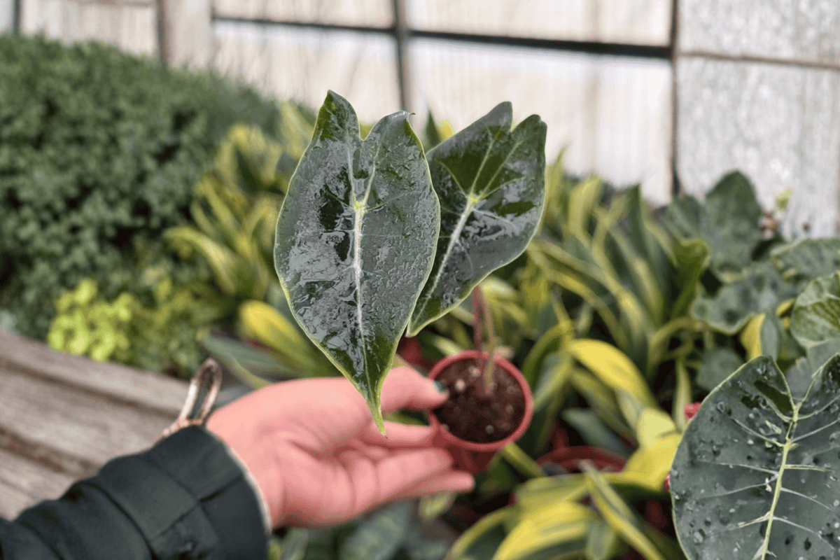 Alocasia Dragon’s Tooth Starter Plants – 2 Live Plants in 2-Inch Pot (Bare Root Ship) – Alocasia longiloba