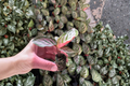 Calathea 'Red Peacock' Live Starter Plants (2) – Bare Root in Soil Pod, 2" Pot, Indoor Tropical Plant