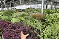Alocasia Zebrina - 2 Live Plants in 4" Pots (exact plants pictured)