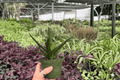 Aloe Black Gem - 2 Live 4-Inch Pots | Exact Plants