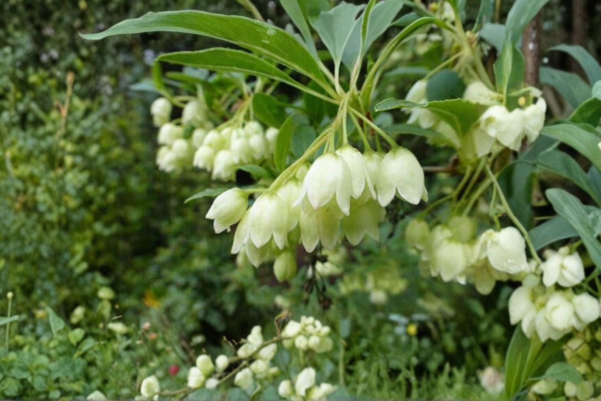 White Redvein Enkianthus Albiflorus Live Plant 2 Gallon – Enkianthus campanulatus Shrub
