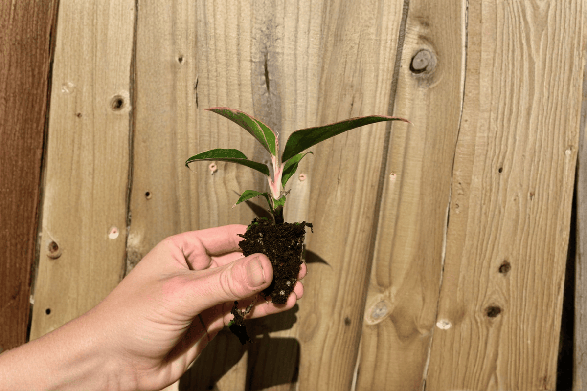 Aglaonema 'Siam Aurora' Starter Plants (2) Bare Root | Chinese Evergreen