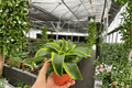 Dracaena Tornado 2-Pack — 4-Inch Potted Cuttings, Fully Established Roots