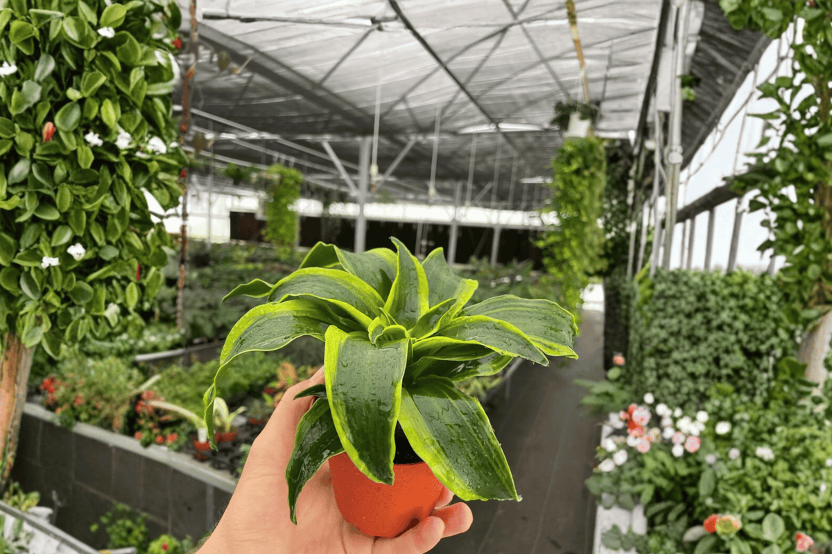 Dracaena Tornado 2-Pack — 4-Inch Potted Cuttings, Fully Established Roots