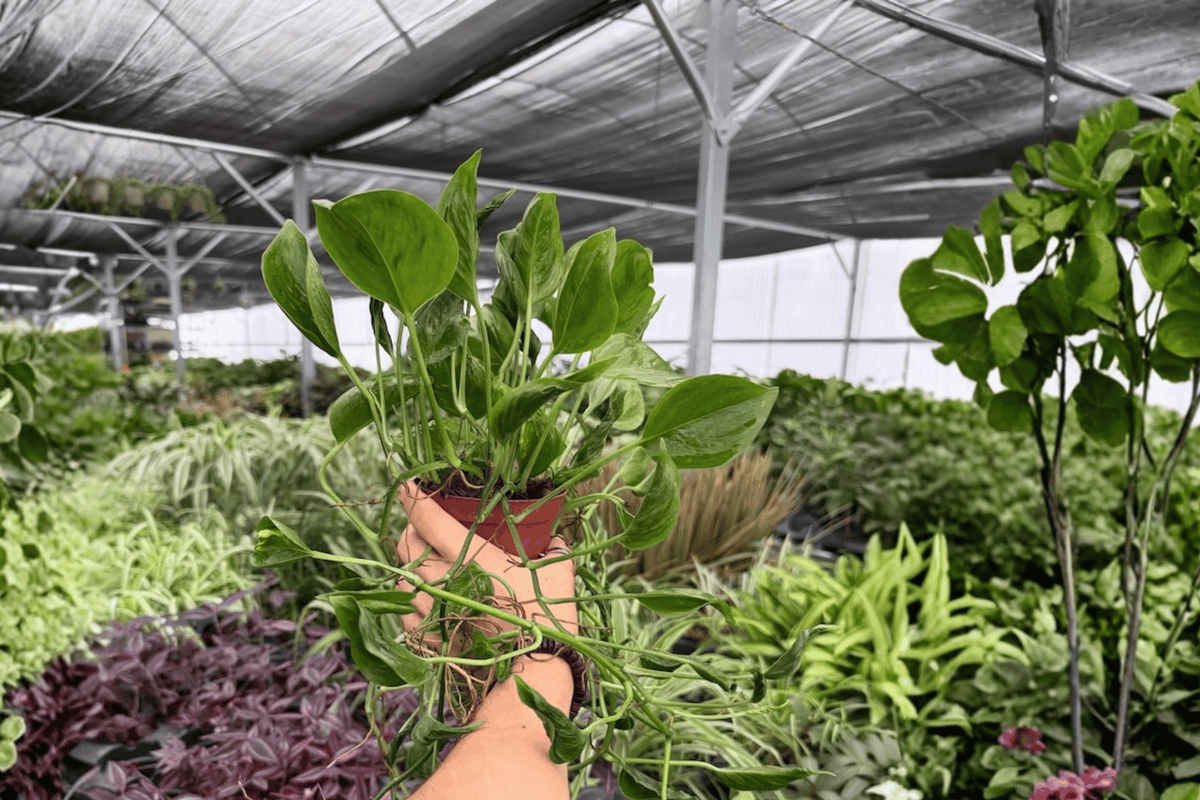 Shangri La Pothos (Epipremnum aureum) - 2 Live Plants in 4-Inch Pots