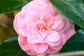 Debutante Pink Camellia japonica Starter Plant (4L) - Camellia Japonica Debutante