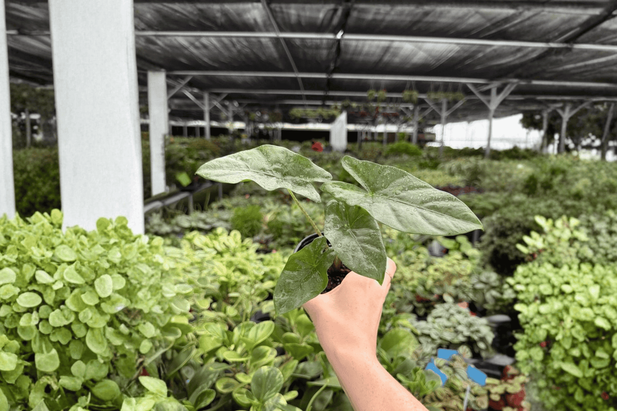 Alocasia Corazon - 2 Live Plants in 4-Inch Pots