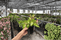 Hoya Carnosa Exotica Tricolor Live Plant - 2 Bare Root Plants