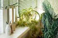 Curly Spider Plant Swirl Ribbon White - Chlorophytum comosum, 6-Inch Pot