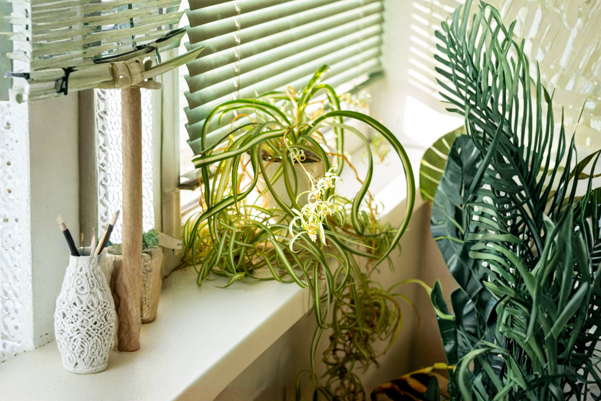 Curly Spider Plant Swirl Ribbon White - Chlorophytum comosum, 6-Inch Pot