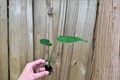 Monstera Deliciosa Starter Plants (2) | Swiss Cheese Plant, Juvenile 2-In Pot