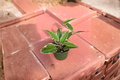 Hoya Macrophylla Variegata Live Plant 4 Inch Pot - Variegated Hoya Starter
