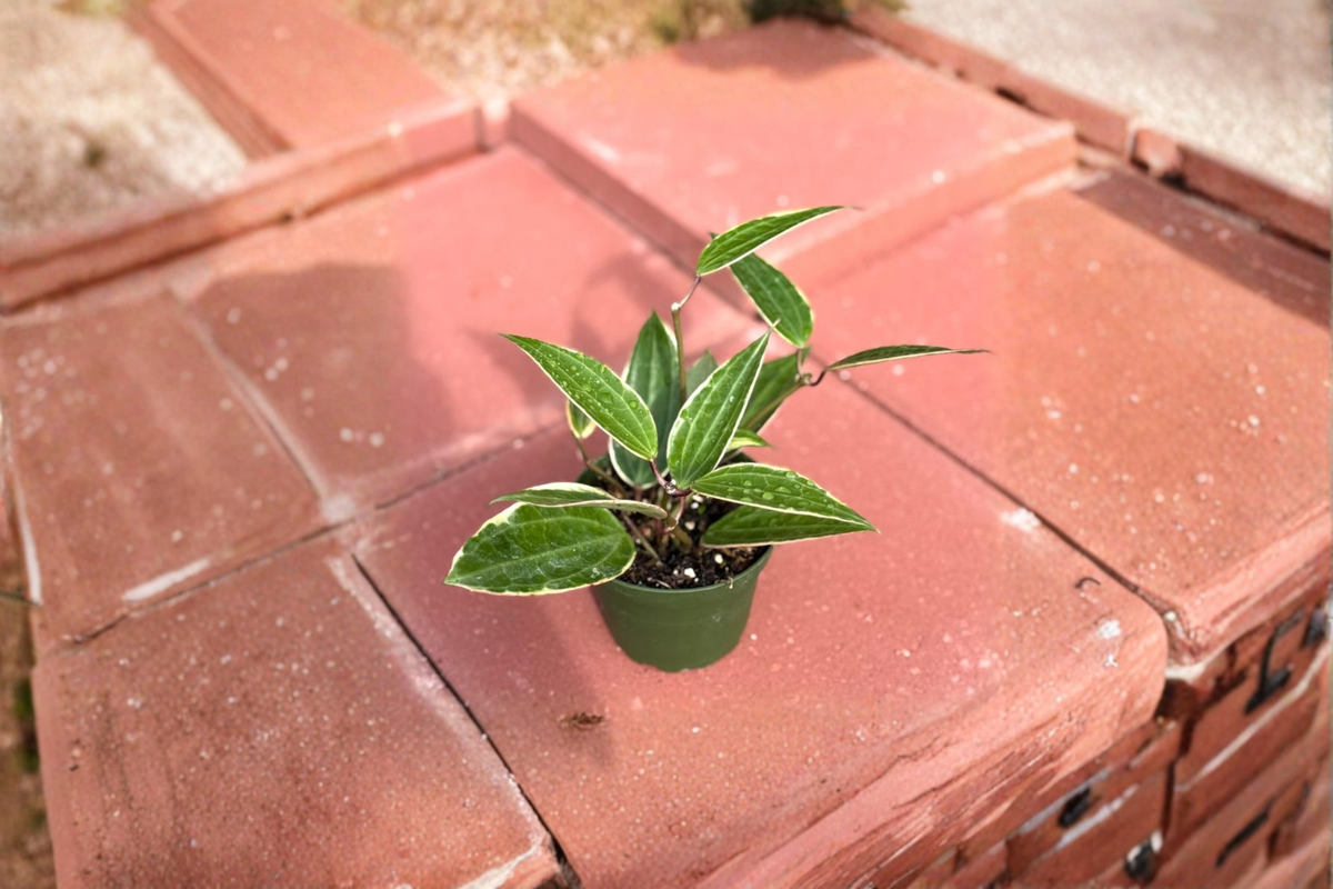 Hoya Macrophylla Variegata Live Plant 4 Inch Pot - Variegated Hoya Starter