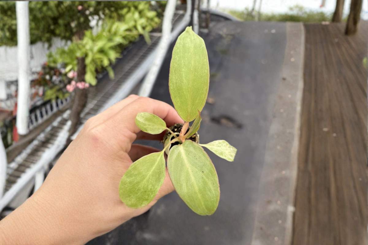 Philodendron Paraiso Verde Live Plant in 2-Inch Pot | Rare Variegated Tropical Houseplant