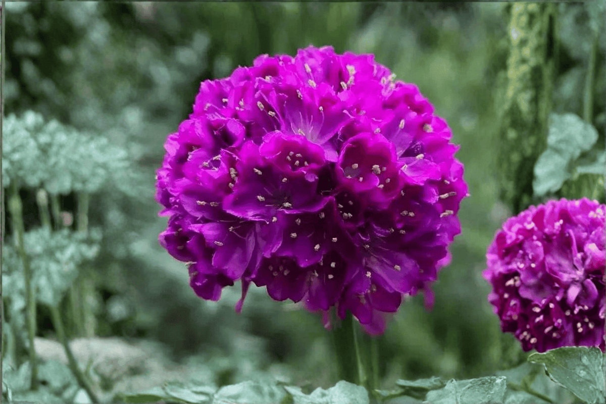 Dreameria Vivid Dreams Sea Thrift (Armeria pseudarmeria ‘Vivid Dreams’) – 4-Inch Pot