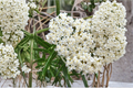 Asclepias incarnata Ice Ballet - 3 Rooted Starter Plants in 1 Qt Pots