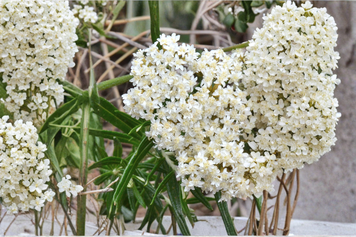 Asclepias incarnata Ice Ballet - 3 Rooted Starter Plants in 1 Qt Pots