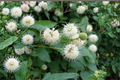Buttonbush Cephalanthus occidentalis 1 Gallon - White Flowering Native Shrub