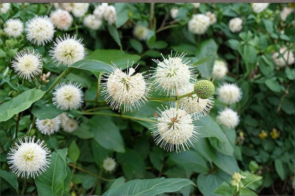 Buttonbush Cephalanthus occidentalis 1 Gallon - White Flowering Native Shrub