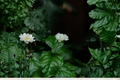 Arabian Jasmine Live Plant (Jasminum sambac) – 12 Inches Tall, Multi-Layered, Fragrant - Cannot Ship to CA