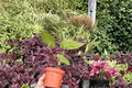 Anthurium Xone × Subsignatum Live Plants - 4-Inch Bare Root (2) Exact Plants