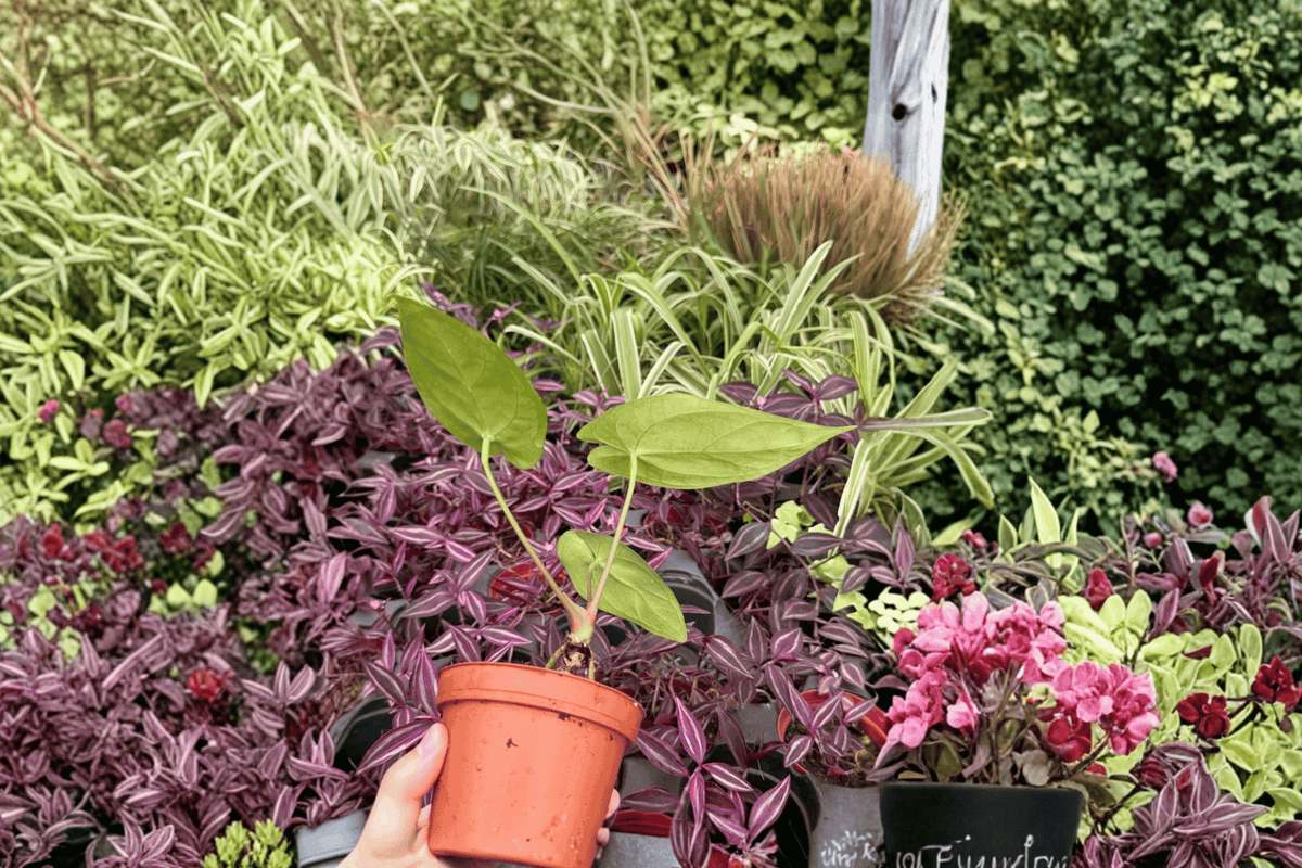 Anthurium Xone × Subsignatum Live Plants - 4-Inch Bare Root (2) Exact Plants