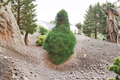 Scotch Pine Green Penguin 1 Gallon Live Plant - Pinus sylvestris Dwarf Evergreen Tree
