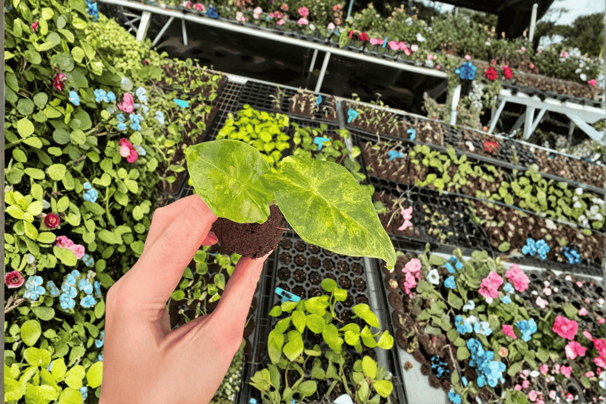 Alocasia Portora Aurea Starter Plants (2) – Live Variegated Aroid
