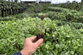 Alocasia Stingray Starter Plants (2) in Plugs – Exact Live Plants