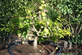 White Sapote Seedling Tree Casimiroa edulis - 1-Year-Old Live Seedling, 10–12"