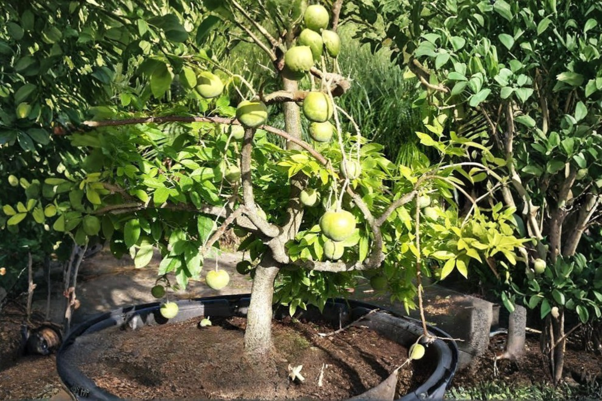 White Sapote Seedling Tree Casimiroa edulis - 1-Year-Old Live Seedling, 10–12"