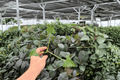Alocasia Triangularis Starter Plants - 2 Exact Live Plants (2-inch pot)