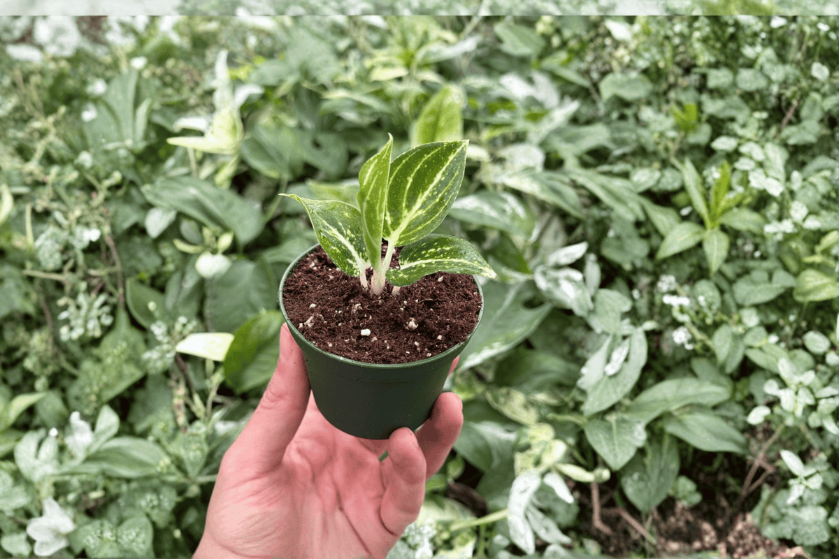 Aglaonema White Legacy Starter Plants (2-Pack) - Bare Root, 2-Inch Starter Size