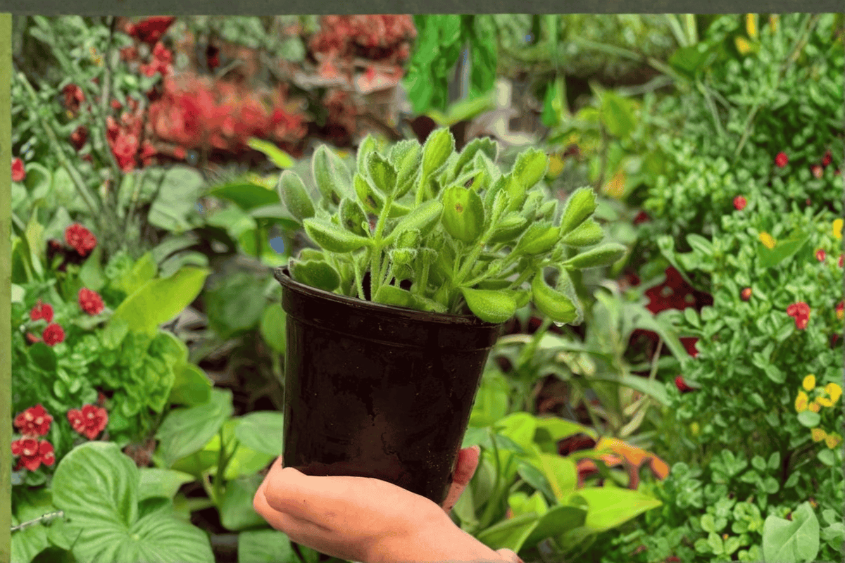 Variegated Bear Paw Cotyledon – 2 Live Plants in 4-Inch Pots (Cotyledon tomentosa ‘Variegata’)