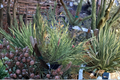 Cesarini’s Variegated Japanese Red Pine - Pinus densiflora ‘Cesarini’s Variegated’ Live Plant, 12-Inch, 1 Gallon Pot