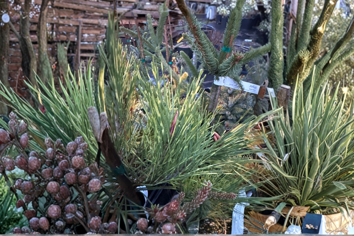 Cesarini’s Variegated Japanese Red Pine - Pinus densiflora ‘Cesarini’s Variegated’ Live Plant, 12-Inch, 1 Gallon Pot