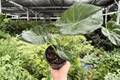 Alocasia Regal Shield Live Plants - 2x 4-Inch Pots | Regal Shields