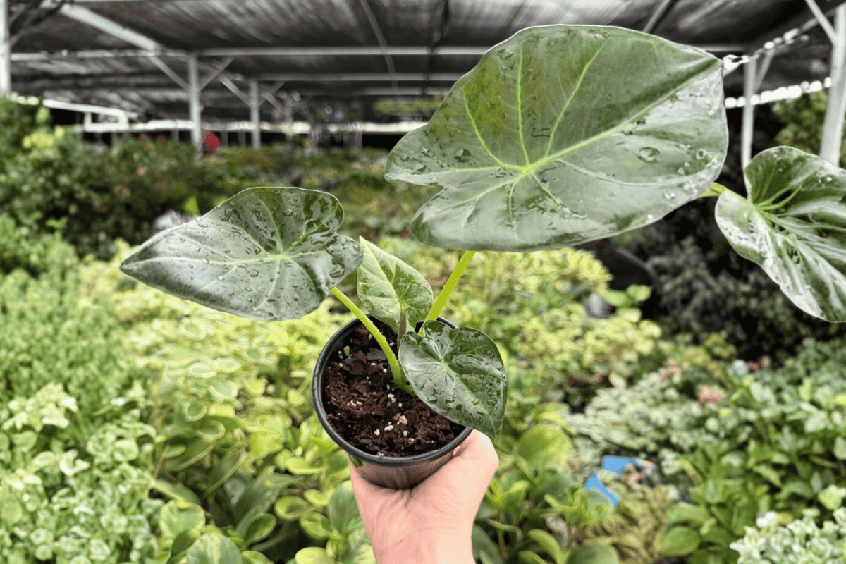 Alocasia Regal Shield Live Plants - 2x 4-Inch Pots | Regal Shields