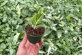 Aglaonema White Legacy Starter Plants – 2 Live Plants in Bare Root Form