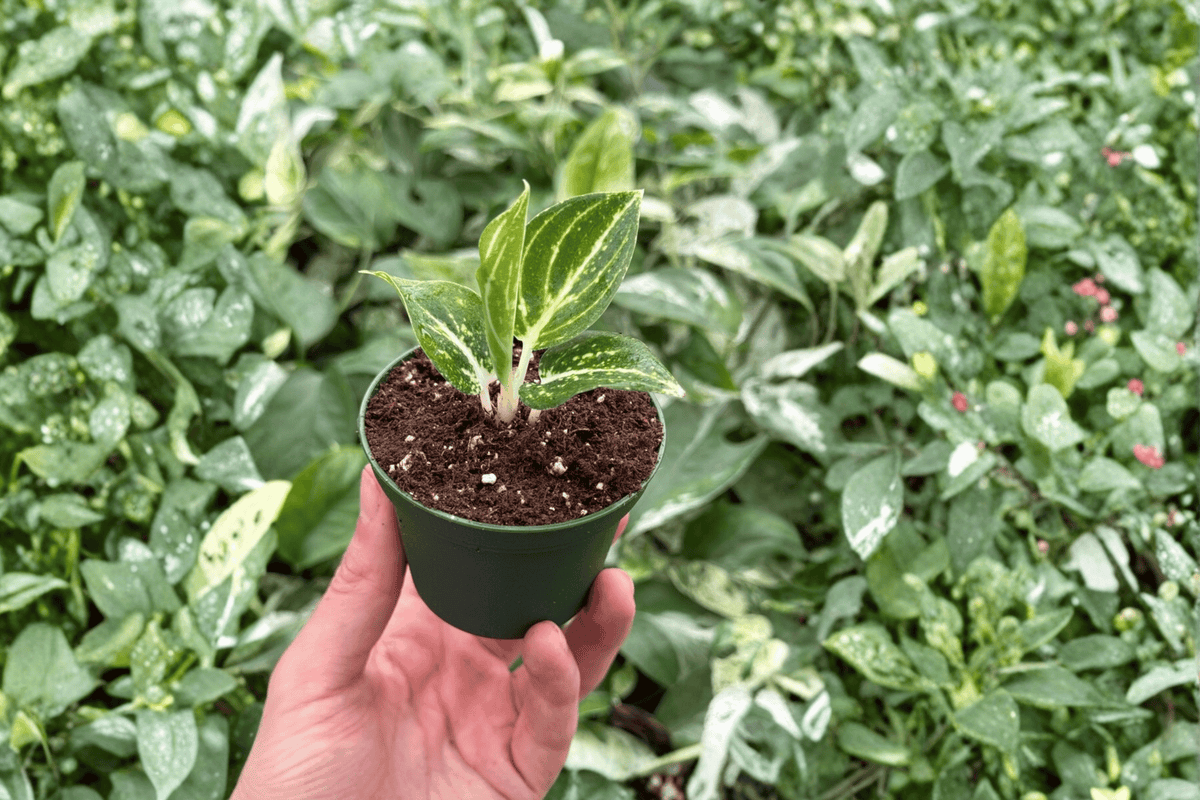 Aglaonema White Legacy Starter Plants – 2 Live Plants in Bare Root Form
